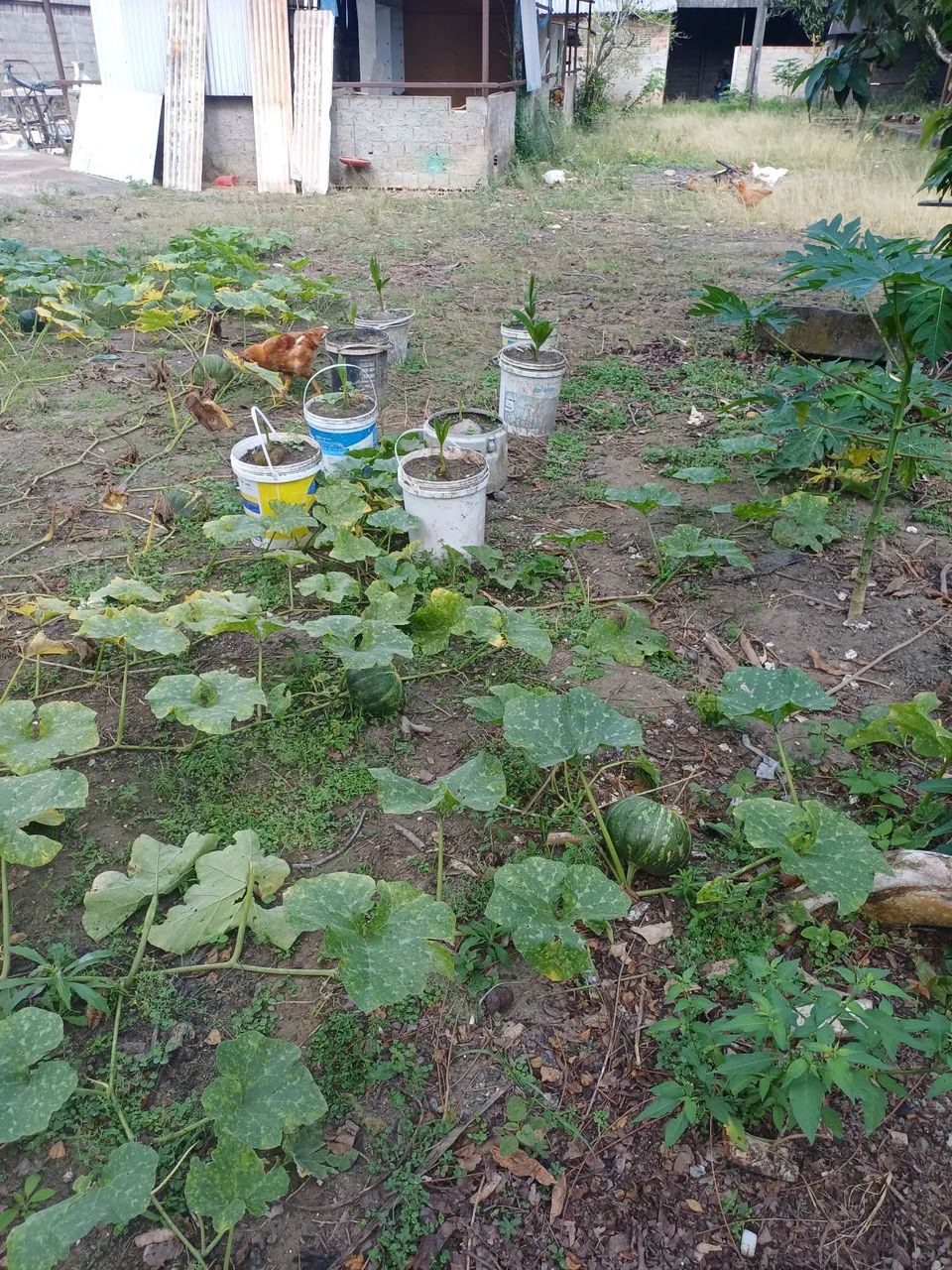 Vende se pe de coco anão  - Foto 5