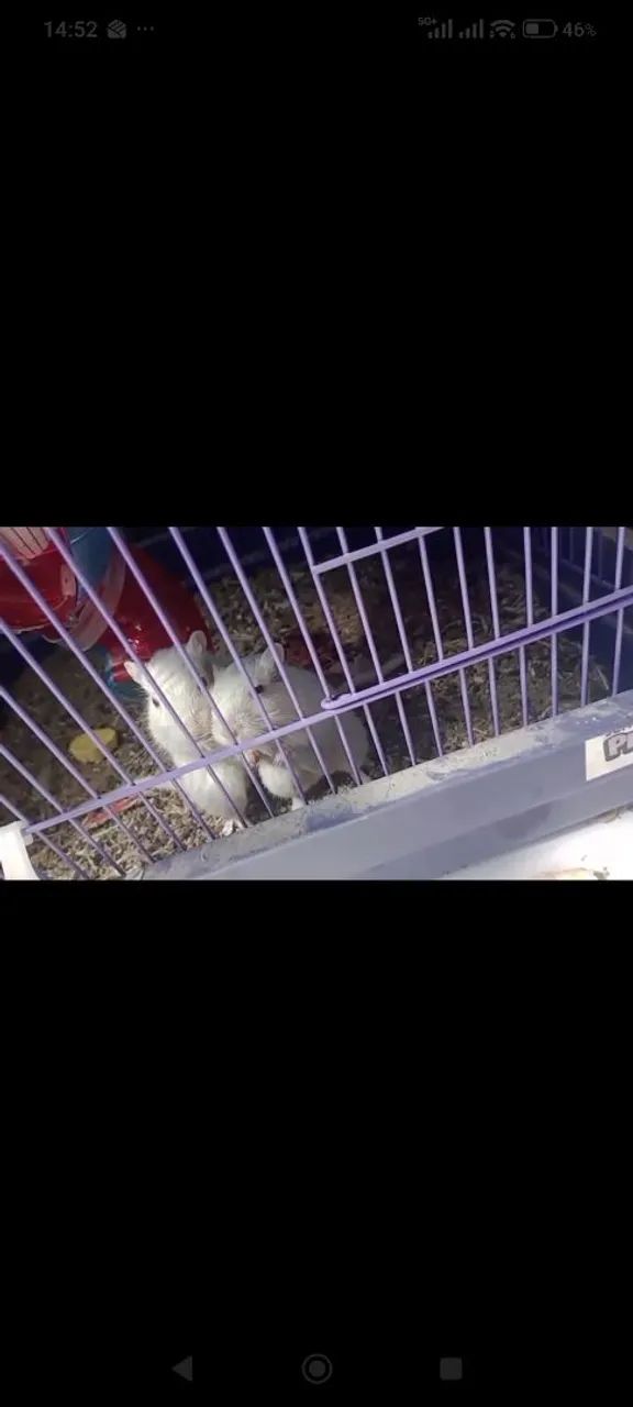 Gerbi - Foto 3