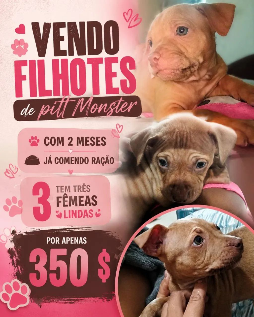 Vendo filhotes de pitt monster com 2 meses .
