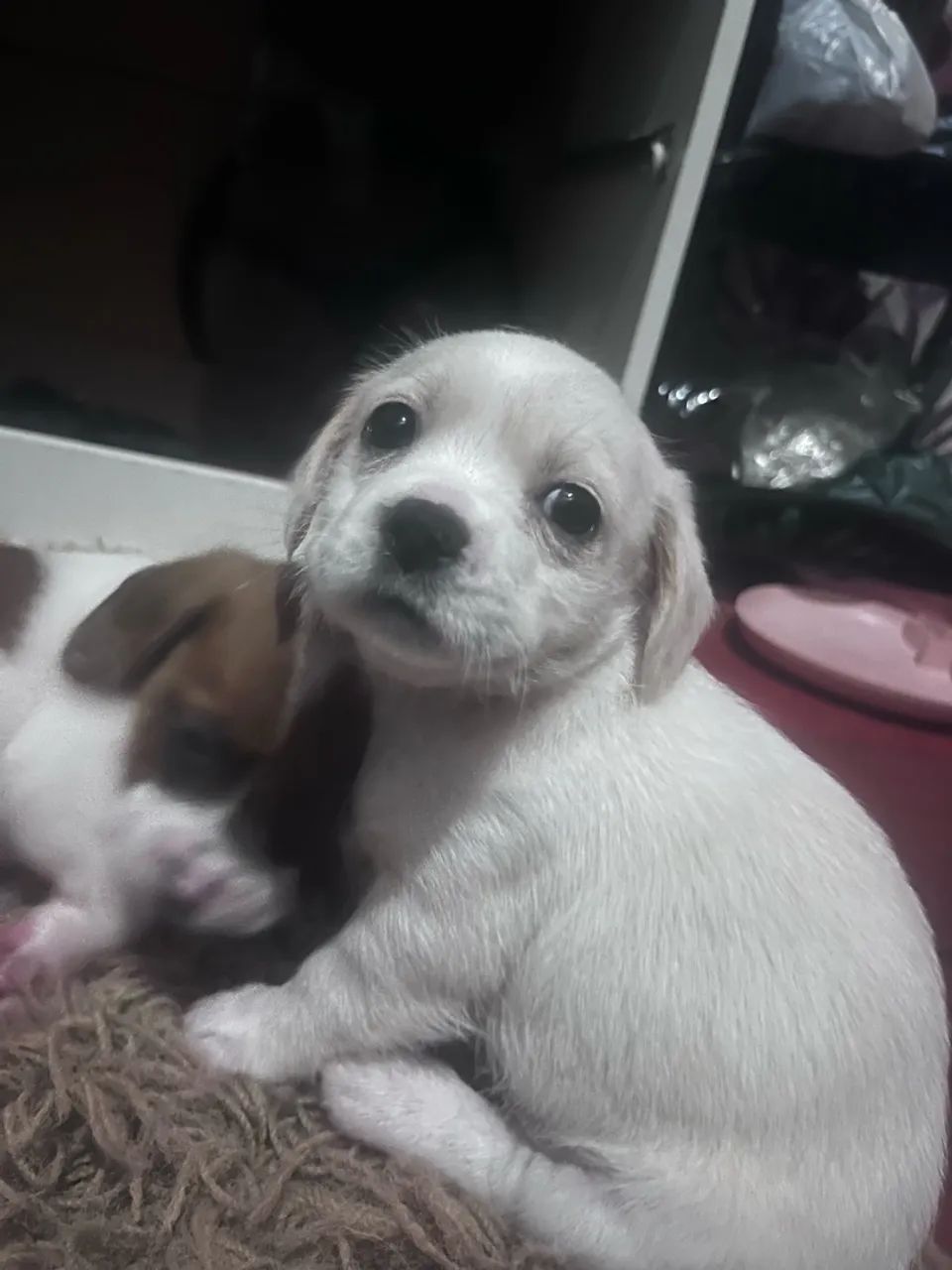 cachorrinhos pra doação ? - Foto 3