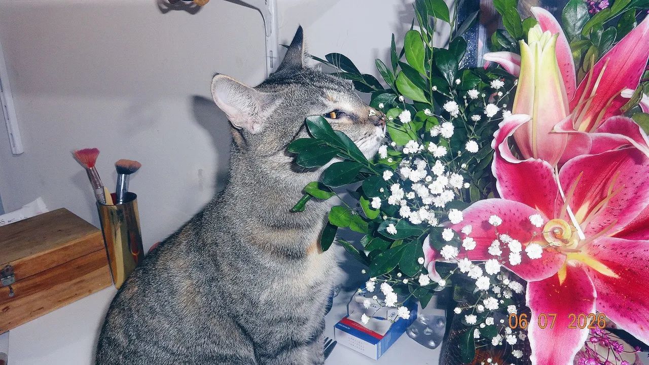 Pet sistter - Foto 5