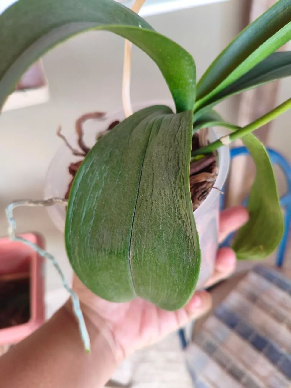 Orquídea planta LEIA - Foto 2