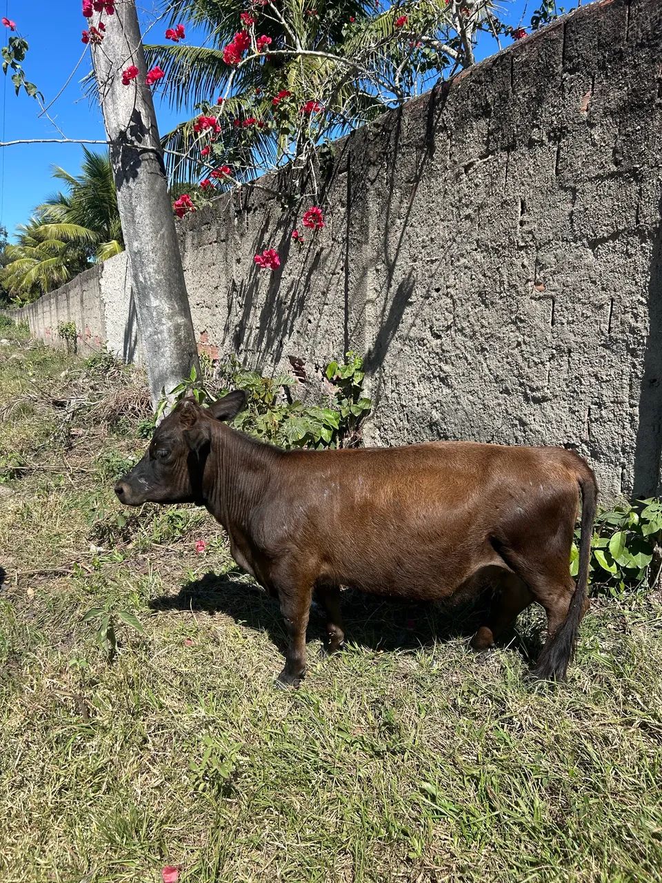 Mini vaca  - Foto 4