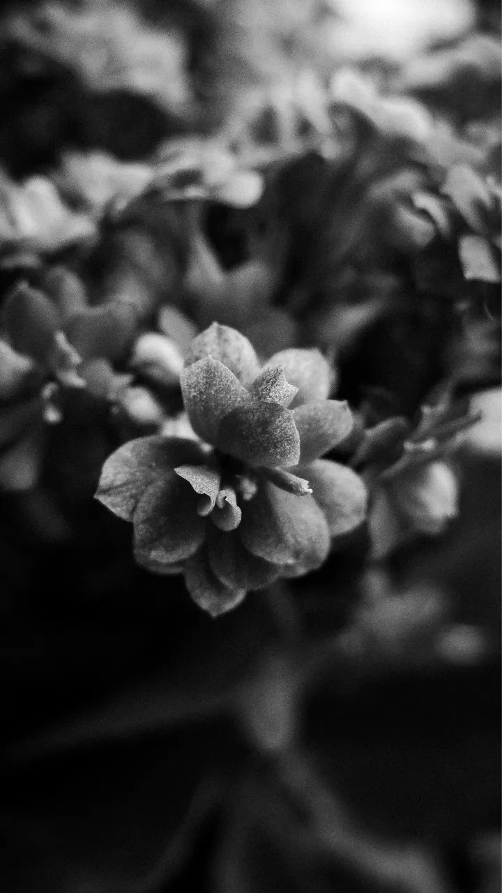 Fujifilm x10  - Foto 2