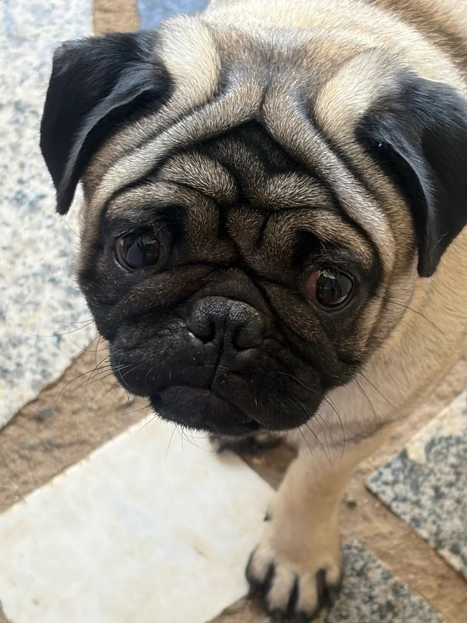 Filhote de pug - Foto 2