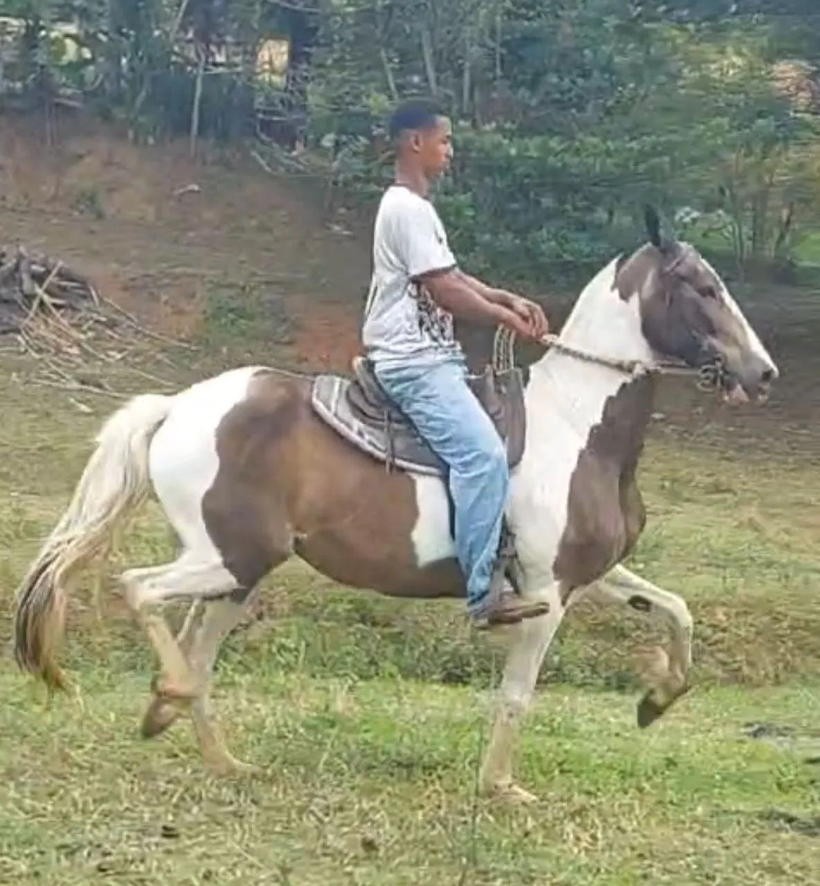 ÉGUA PAULISTA PISADEIRA