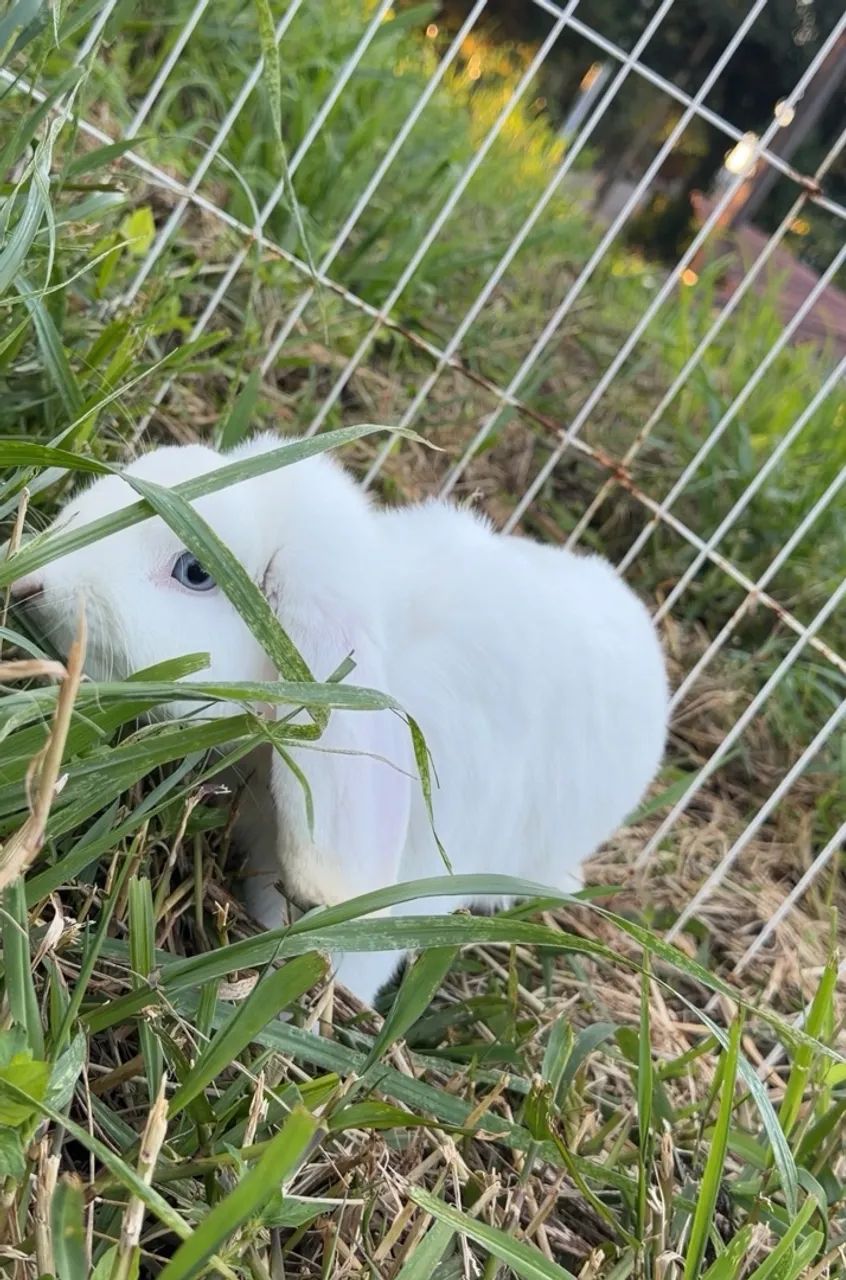 Mini Lop Macho - Foto 2