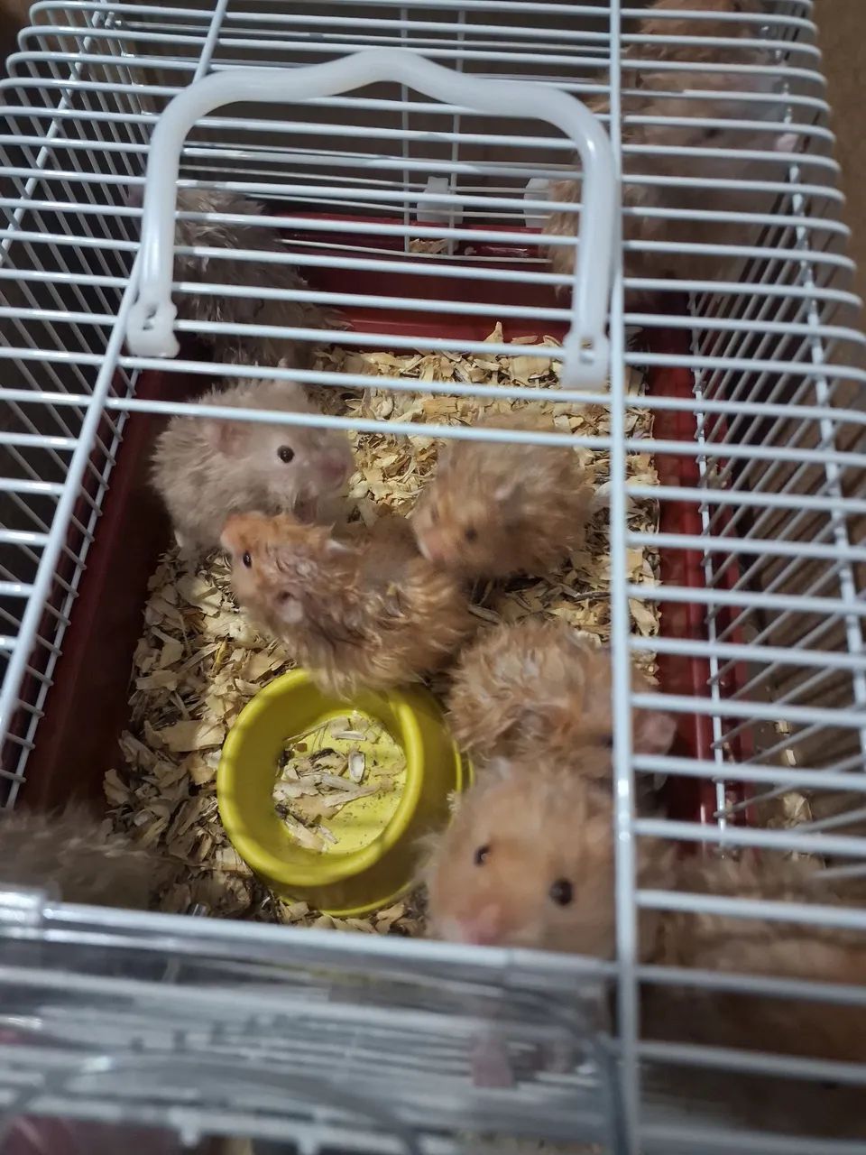 Vendo hamster raça sirio