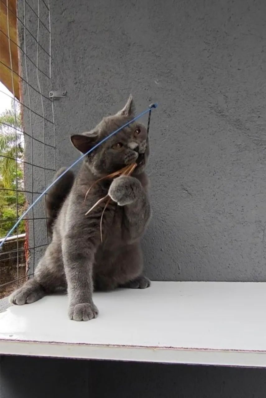 British Shorthair Macho Blue SP - Foto 5