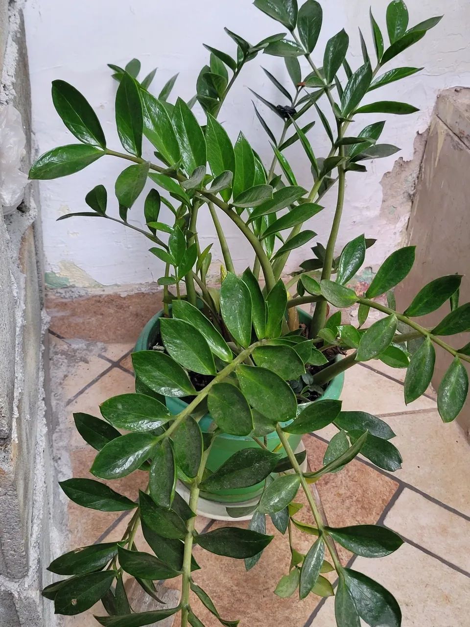 Plantas - Foto 3