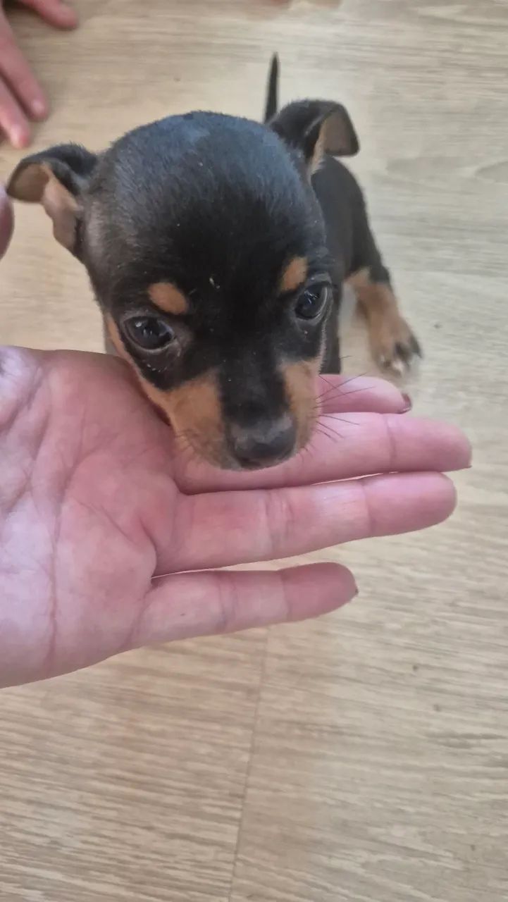 Pinscher macho  - Foto 4
