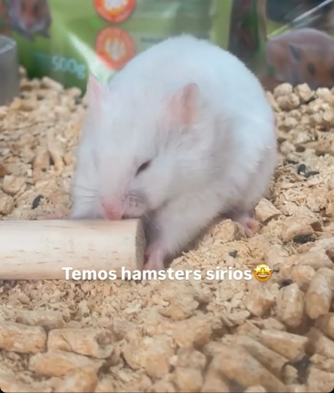 Hamster sírio  - Foto 3