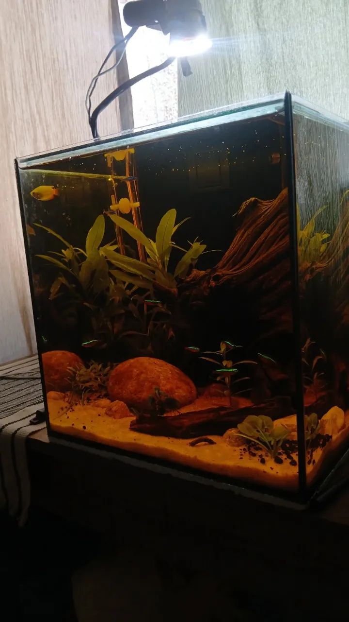Aquario 