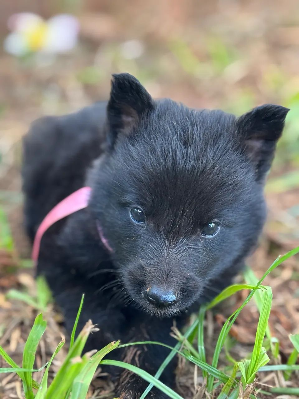 Filhotes de Pastor Belga Groenendael com Pedigree