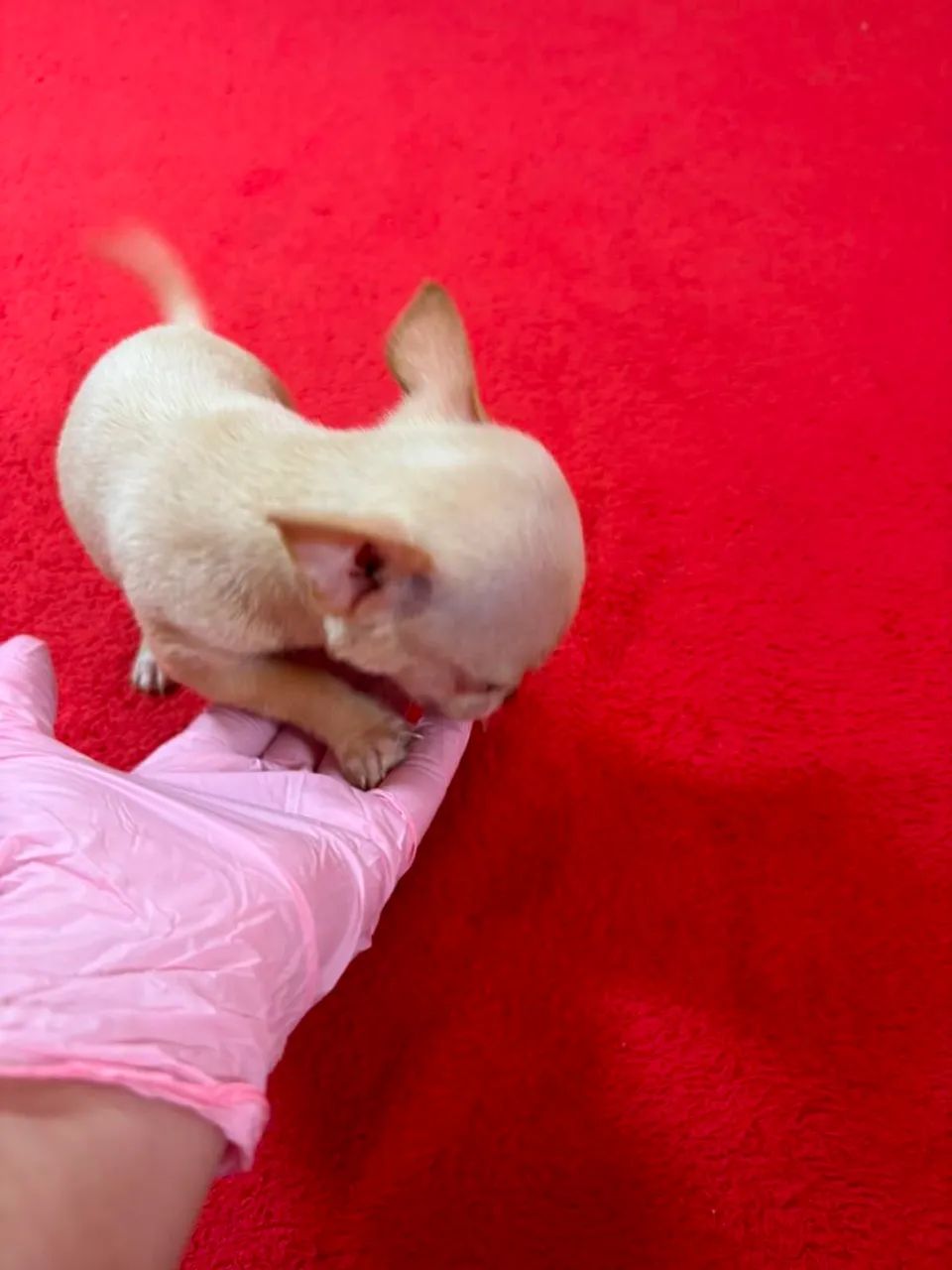 Chihuahua macho