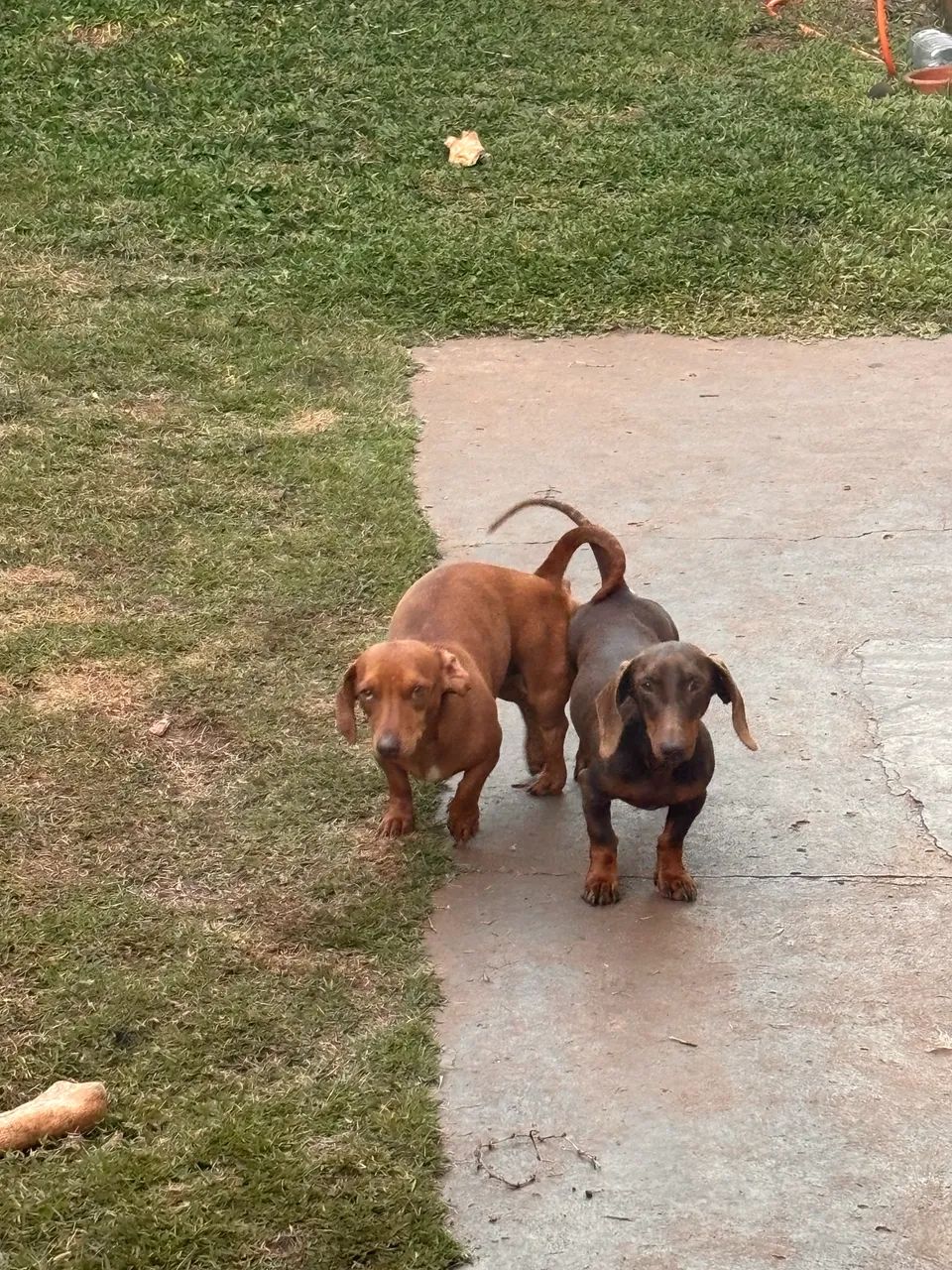 Dachshund macho  - Foto 2