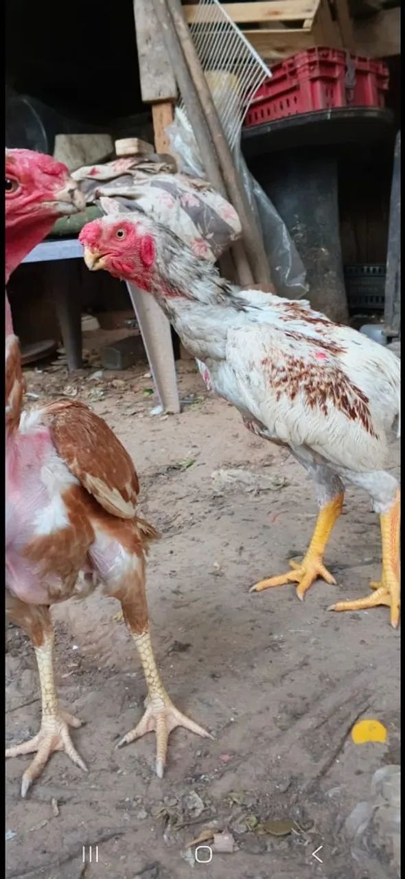 Frangos de 5 a 10 meses