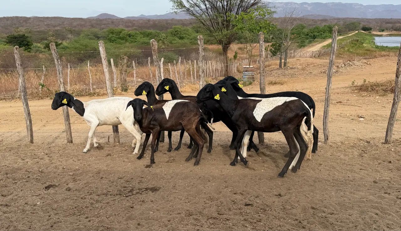 Santa Inês. Marrans extra.  - Foto 2