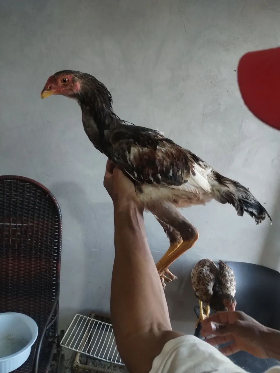 Frango índio  - Foto 5