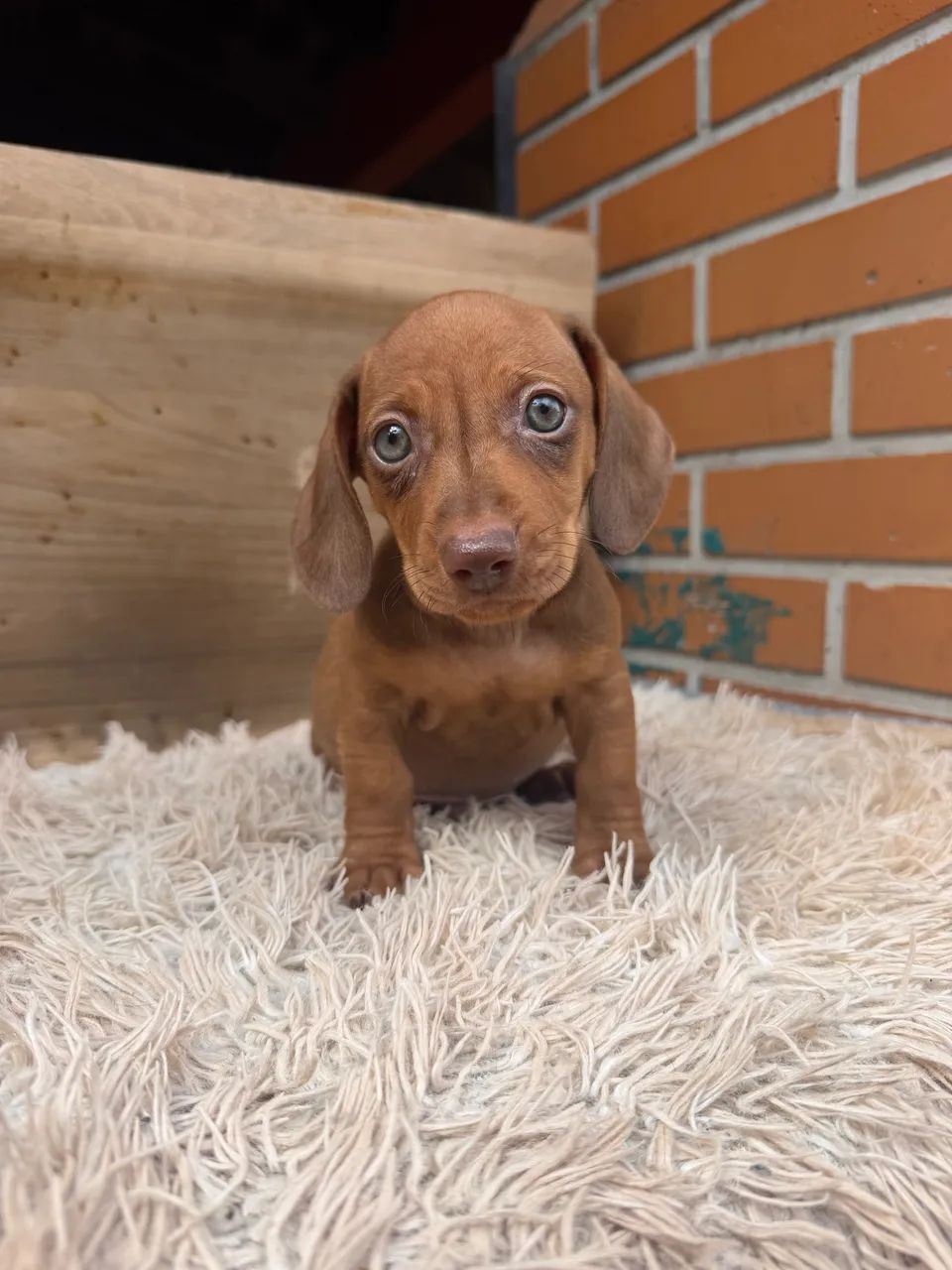 Dachshund macho  - Foto 3