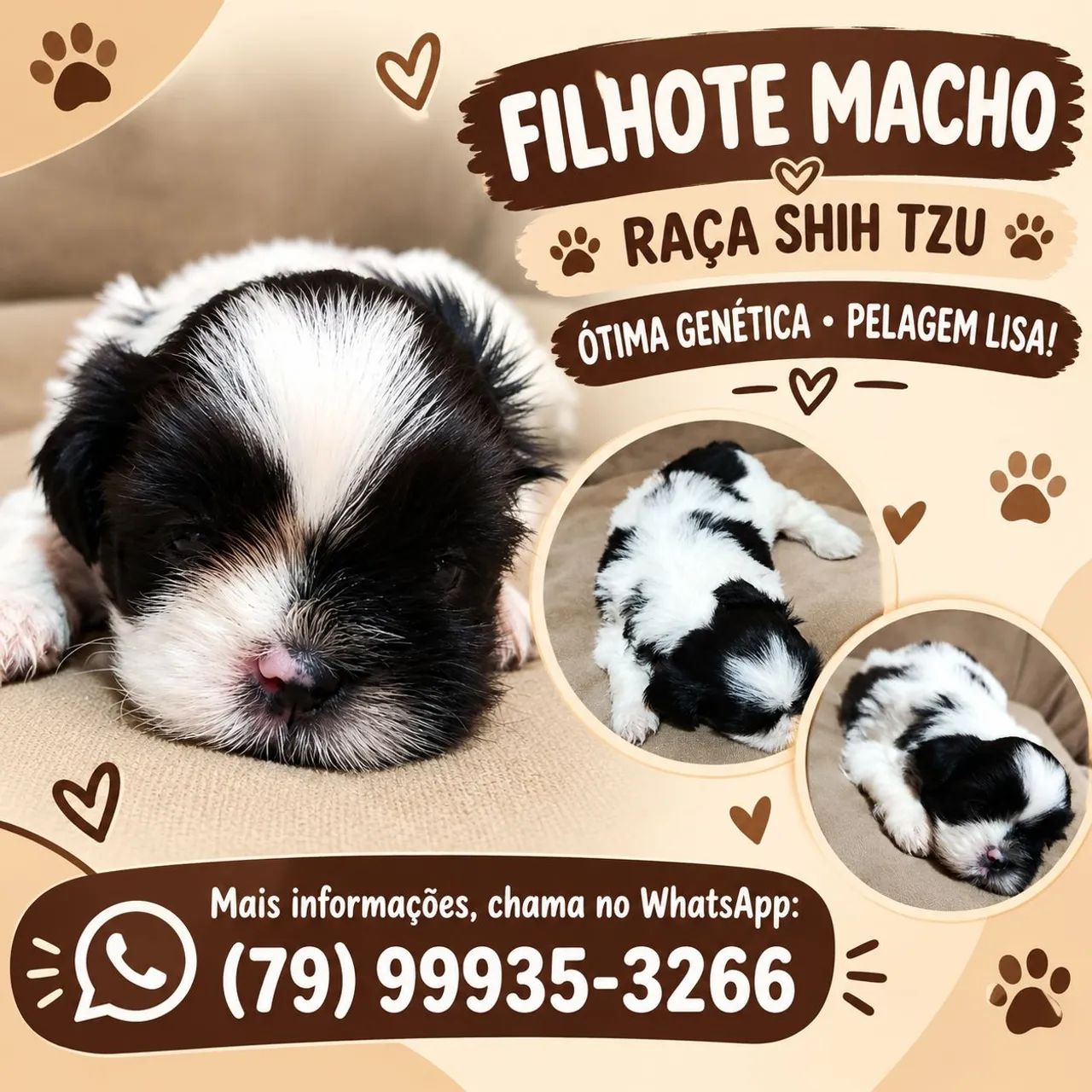 Filhotes  - Foto 2
