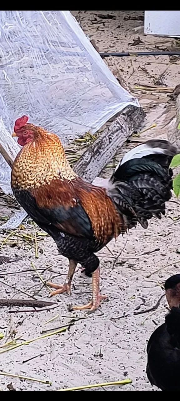 Galos, galinhas e franguinhas - Foto 3
