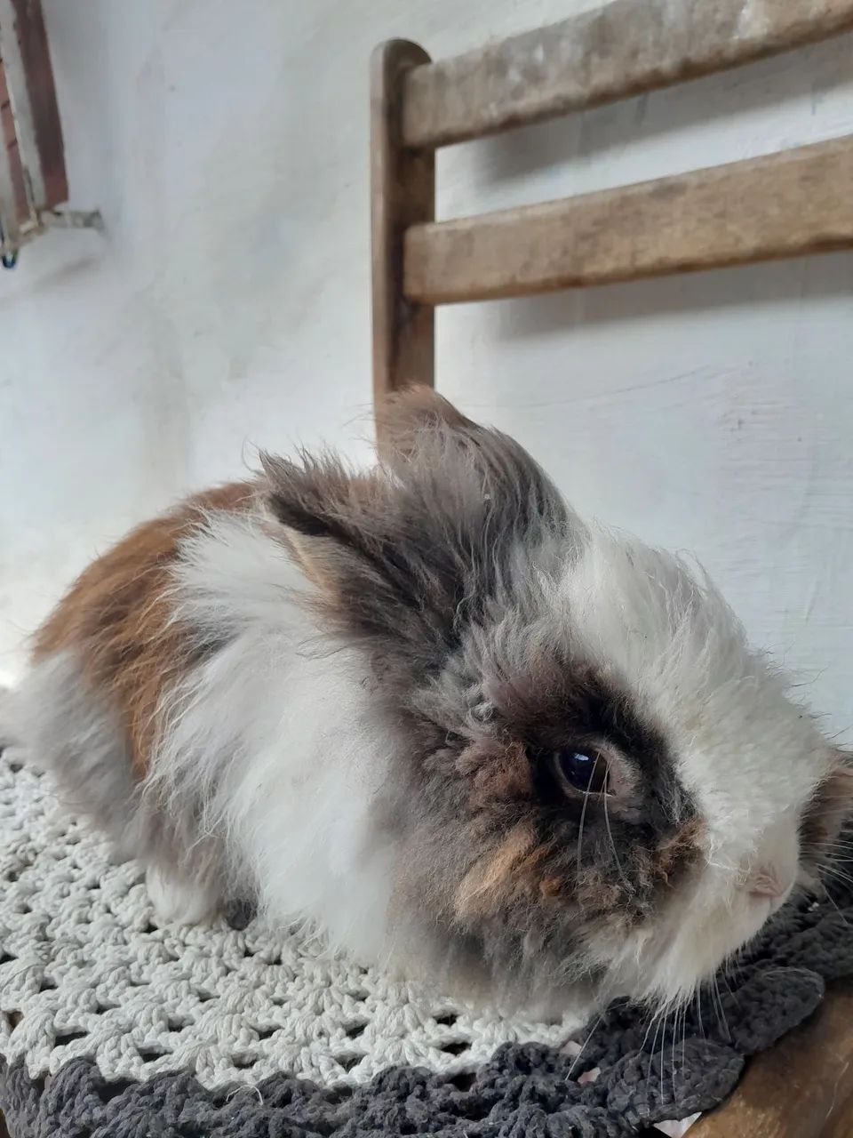 Coelho HEMI