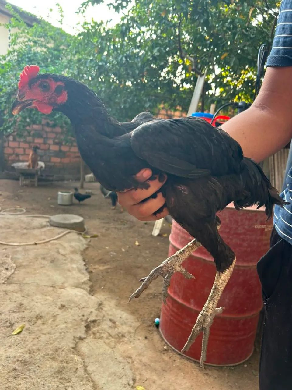 Galo caipira  - Foto 2