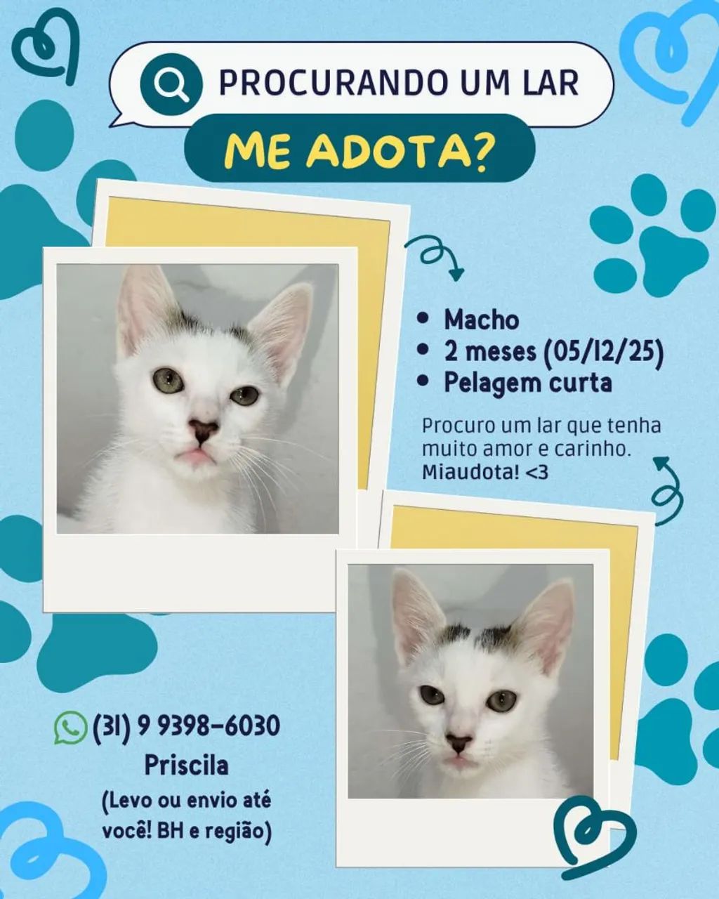 Gatinhos filhotes para doação - Foto 2