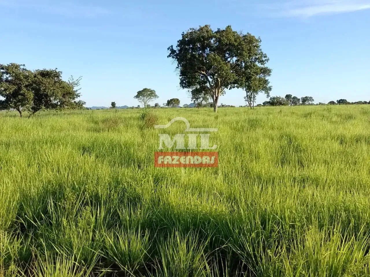 Fazenda 442 alqueires (2.134 hectares) Paranã - To