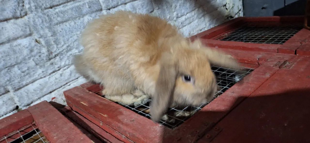 Coelhos mini lop uruquaio  - Foto 4