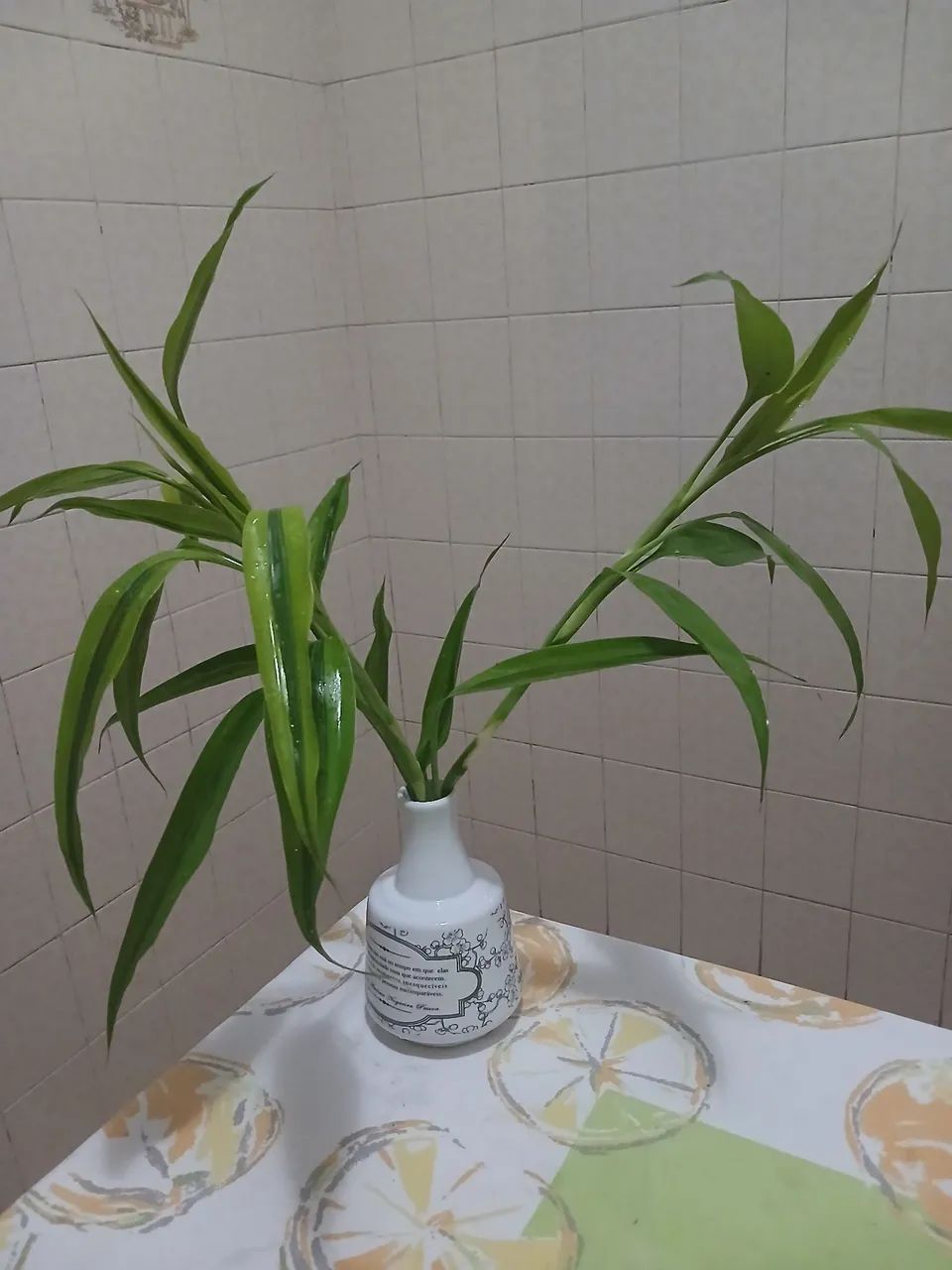 Bambu da sorte
