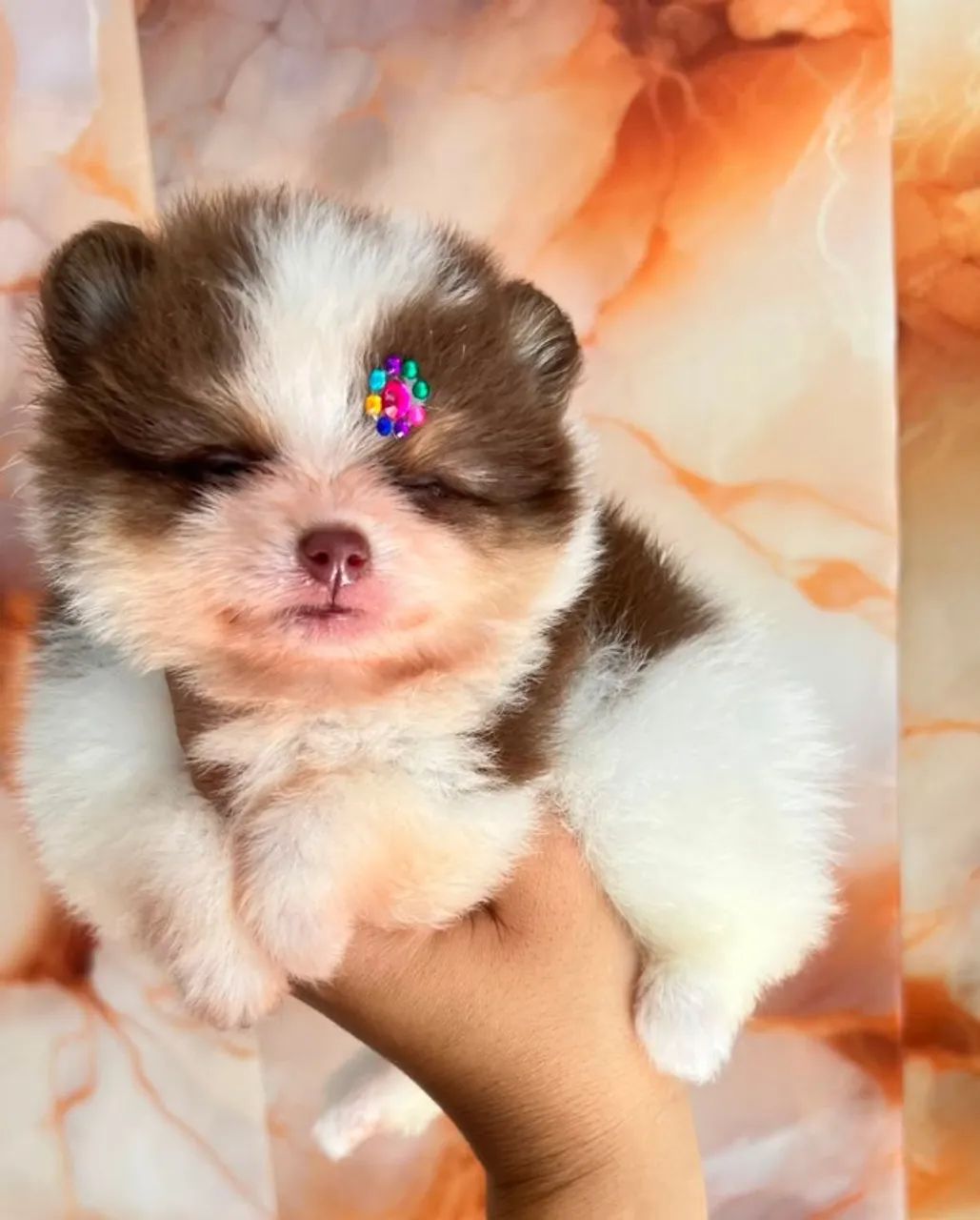 Lulu da pomerânia  - Foto 2