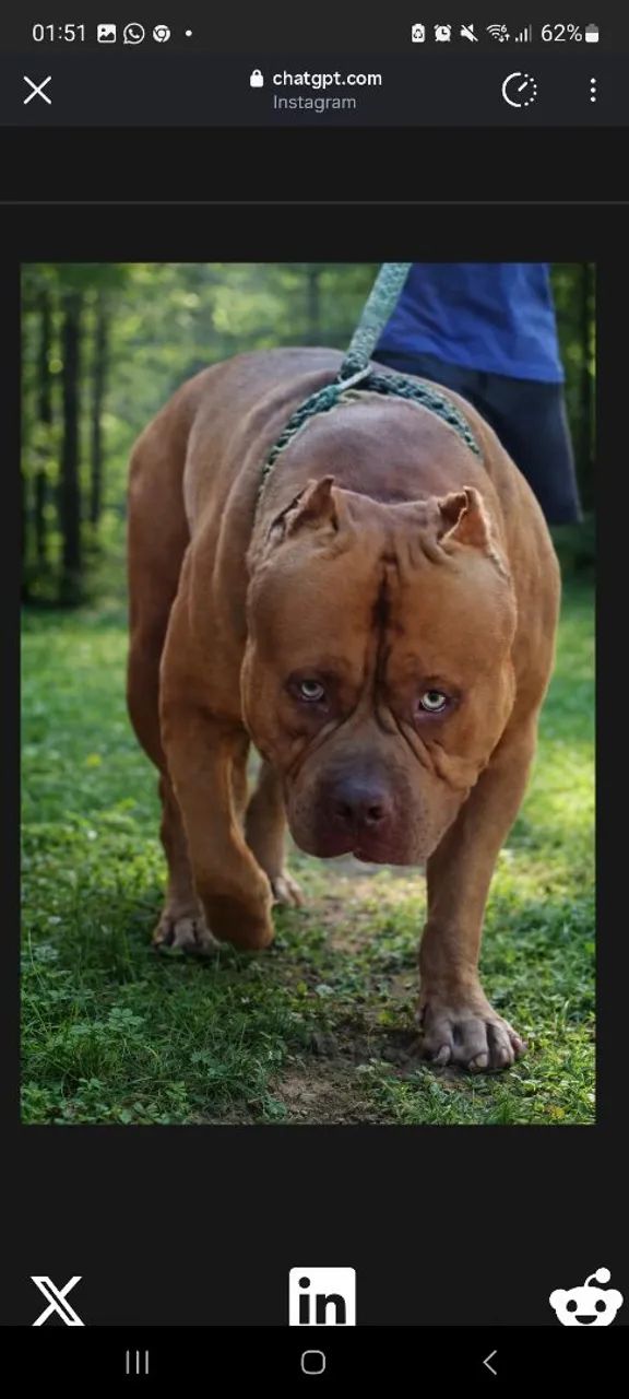 Pitmonsters  - Foto 3