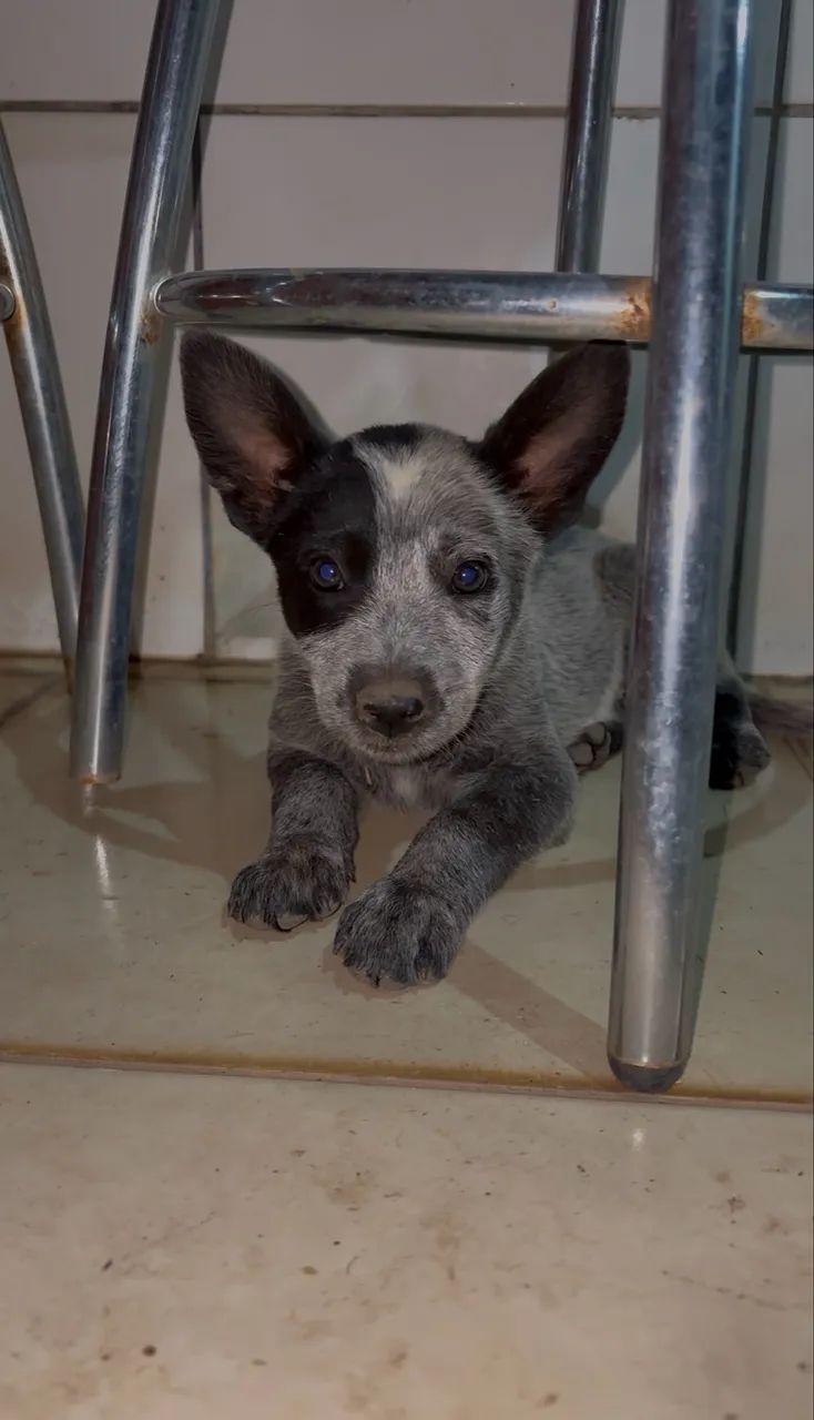 Filhote de Boiadeiro Australiano - Foto 4