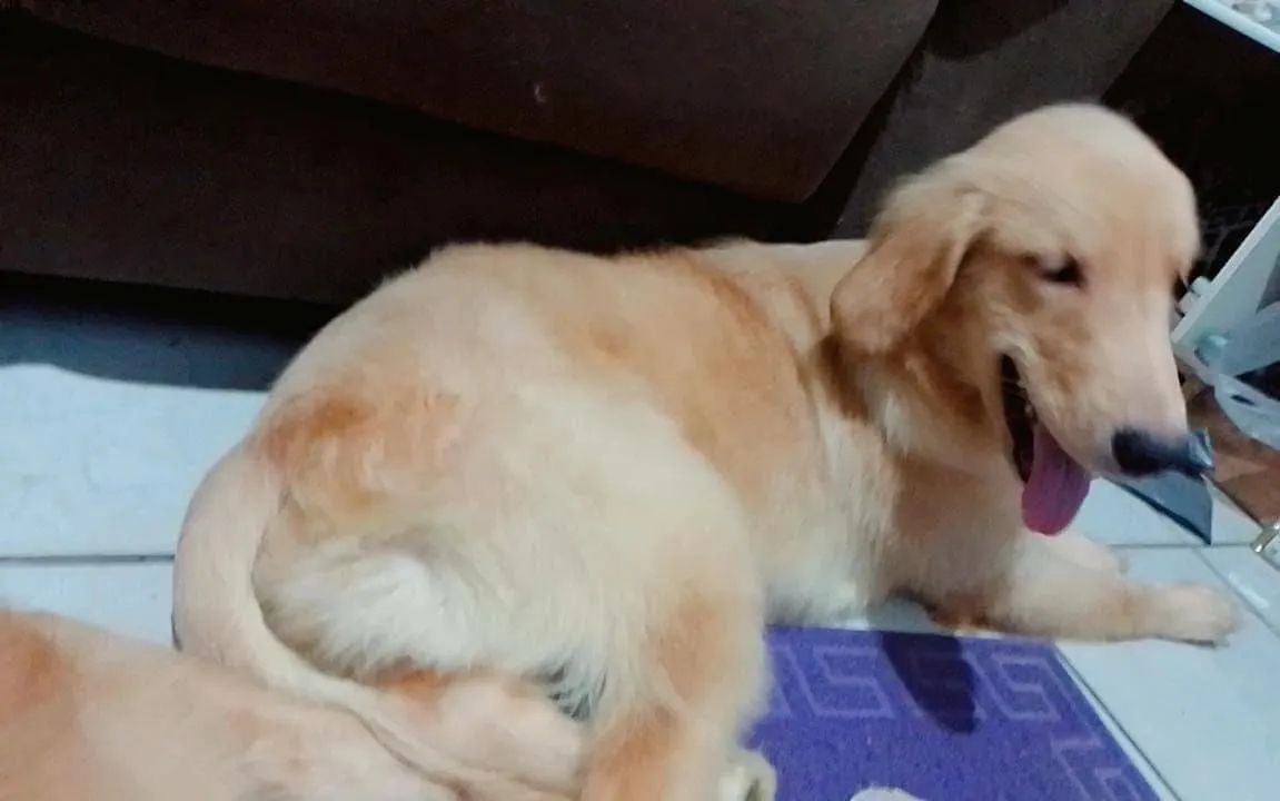 Golden Retriever 