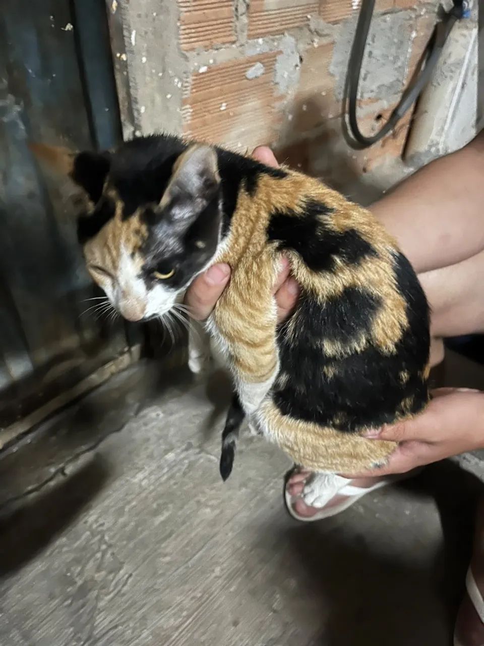 Adoção de gata  - Foto 2