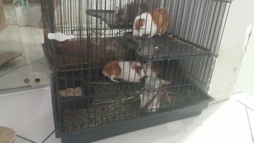 Porquinho da índia (Preá da Índia) - Foto 2