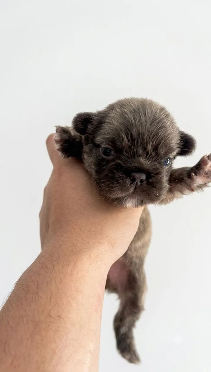 Bulldog francês  - Foto 5