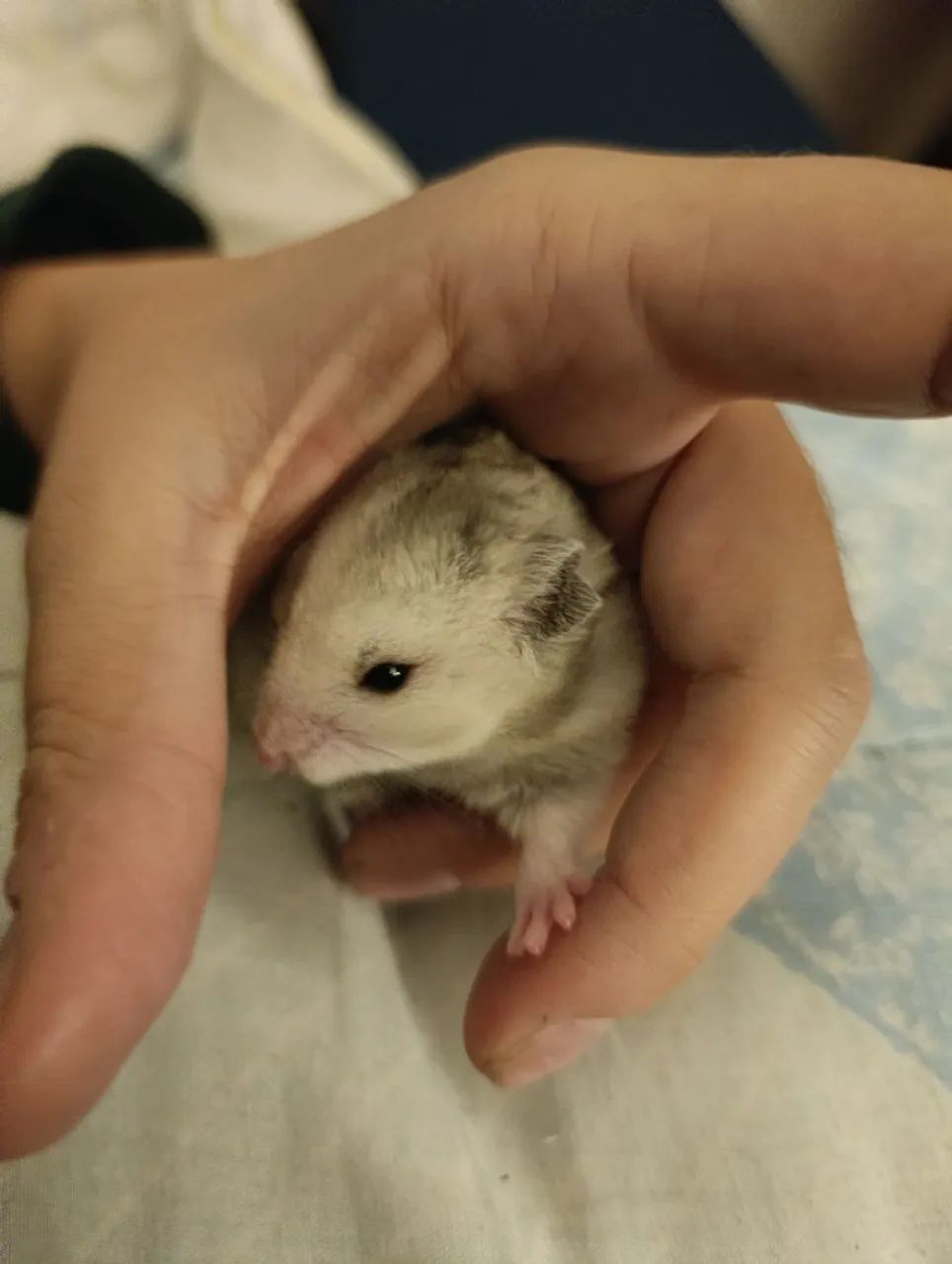 Filhotes de Hamster  - Foto 4