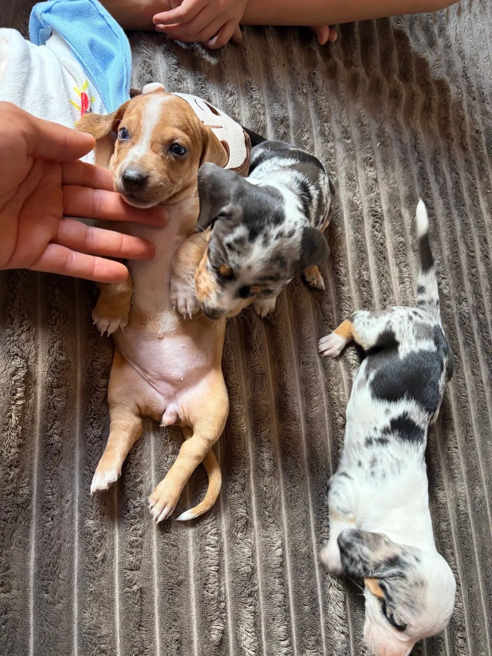 Cachorro - Foto 3