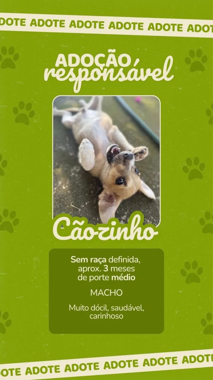 Adoção Responsável 