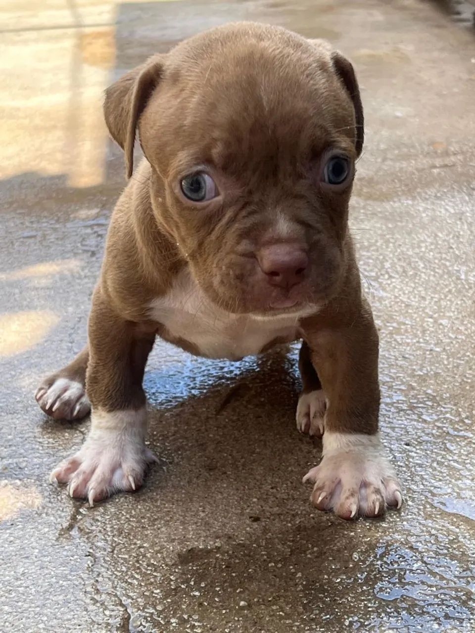 PIT BULL - Foto 2