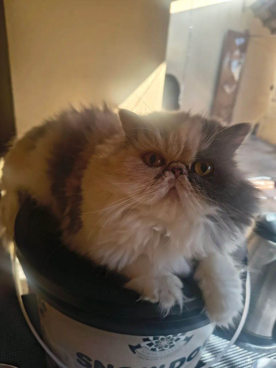 Pets