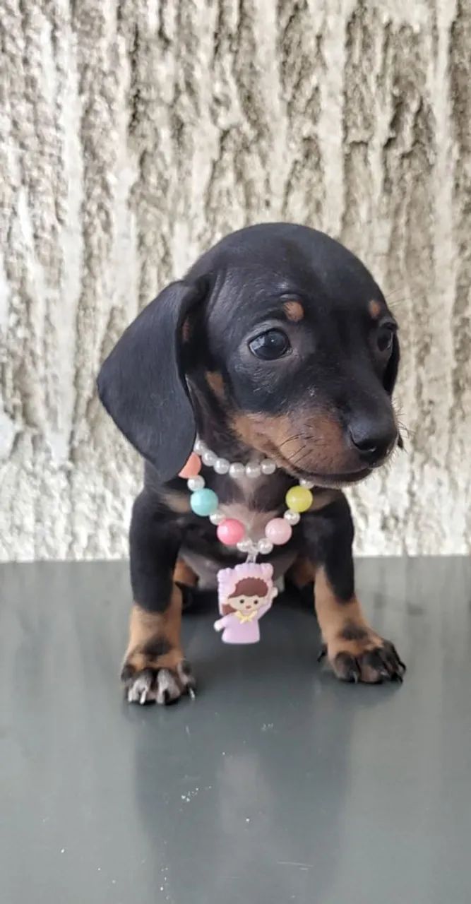 Filhotes de salsichinhas  - Foto 2