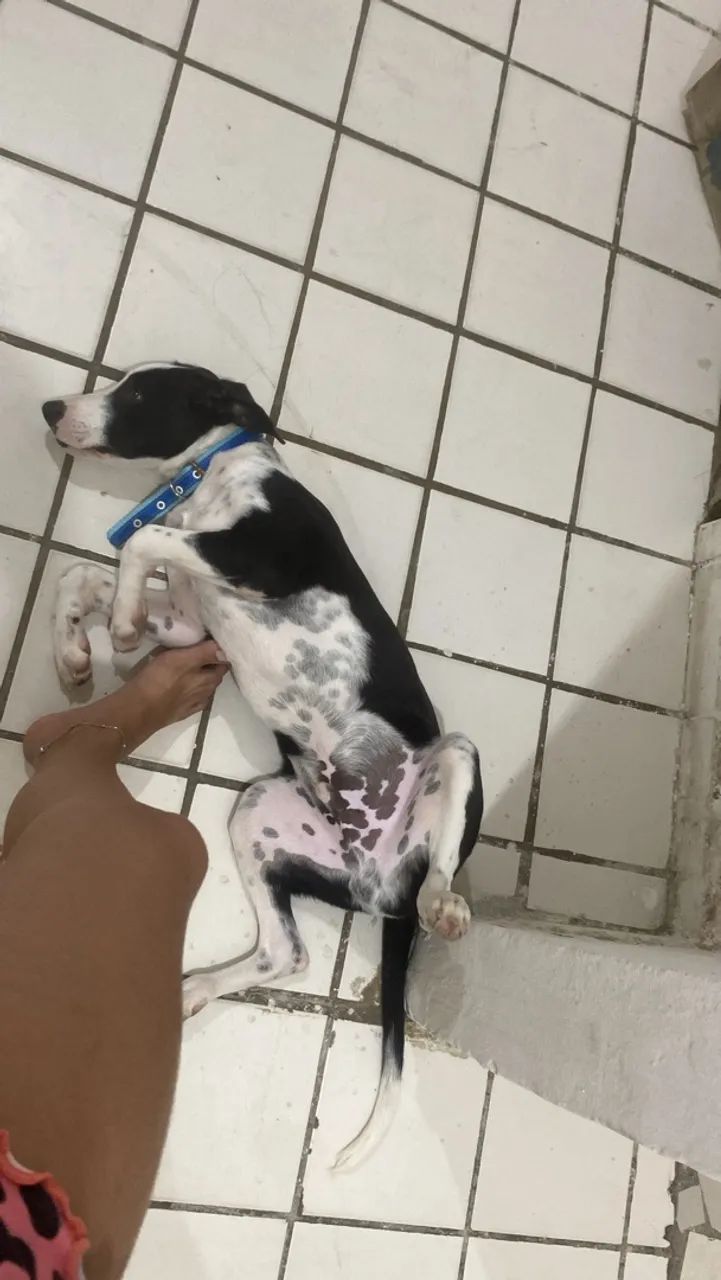 Doação de cachorro  - Foto 2