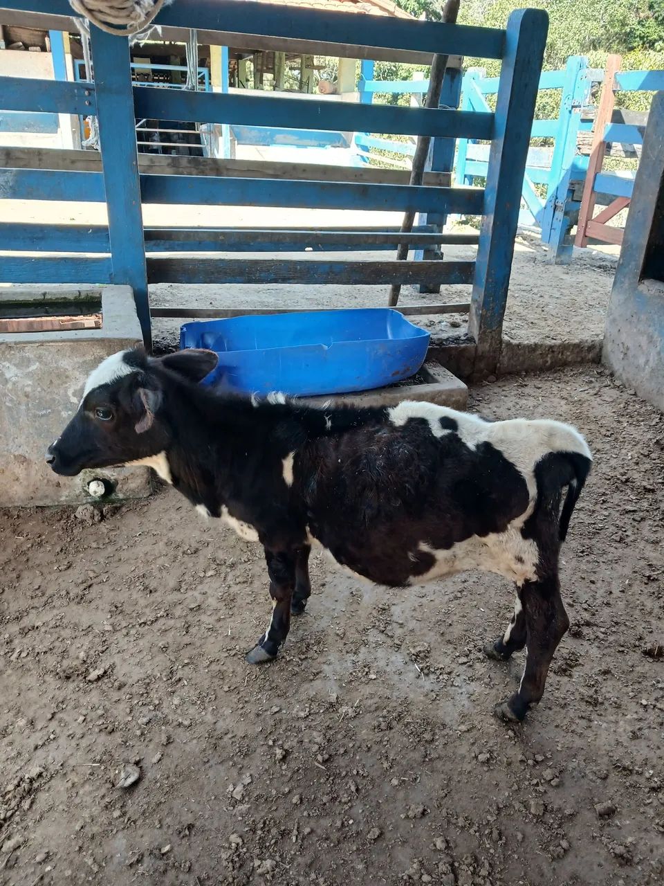 Mini vaca