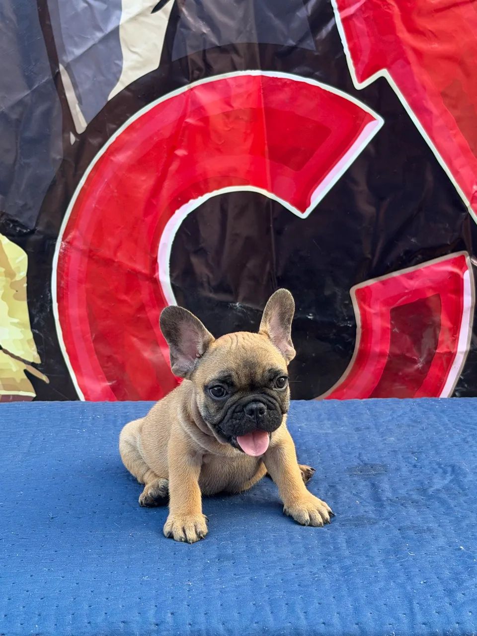 Buldogue francês Micro