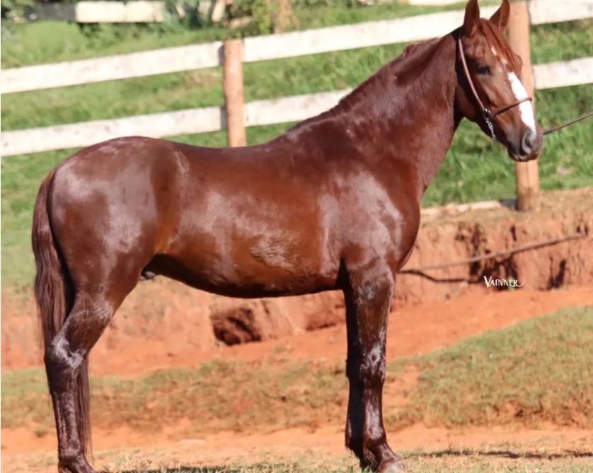 Egua Senegal 