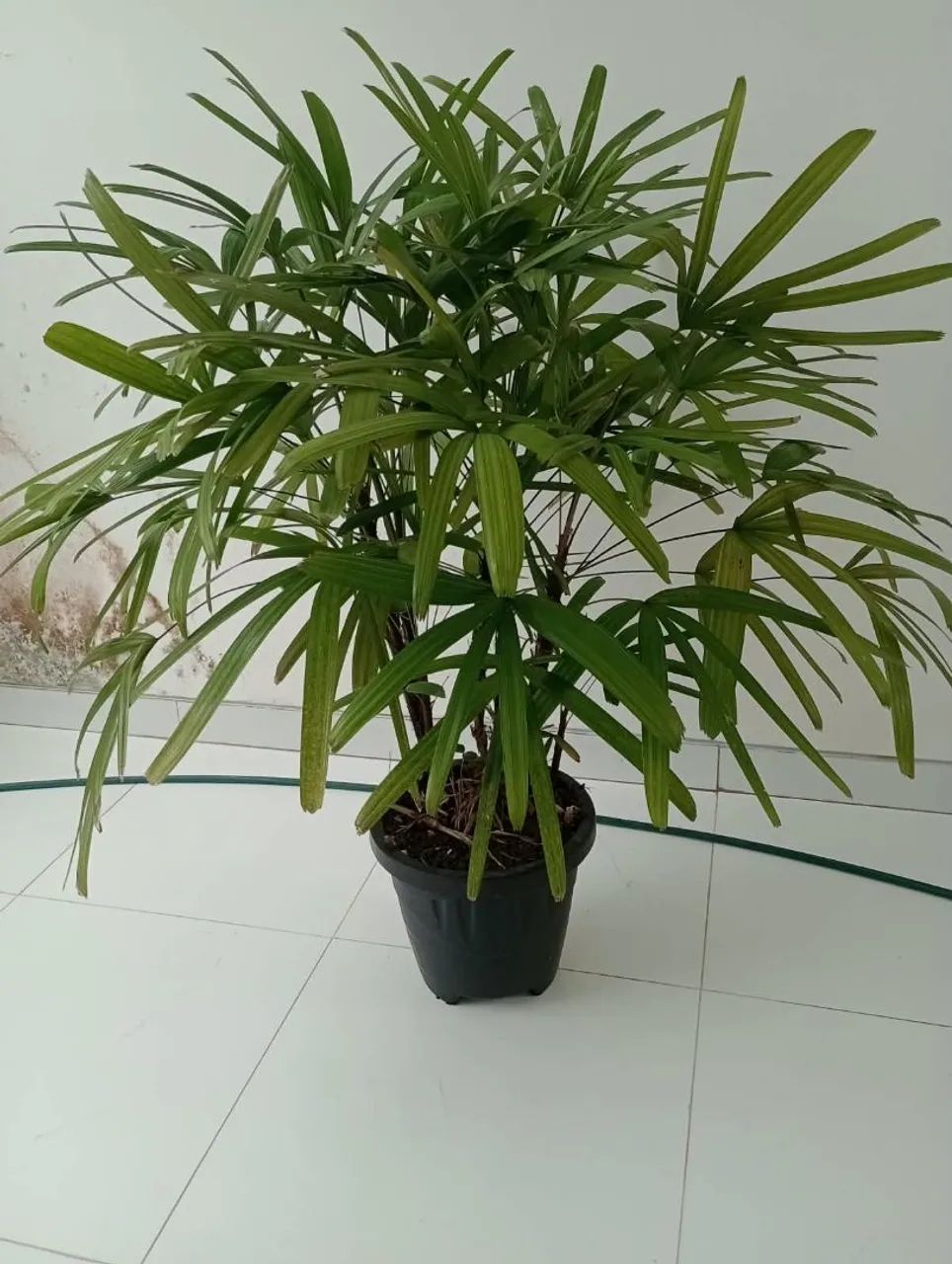 Plantas para casa  - Foto 2